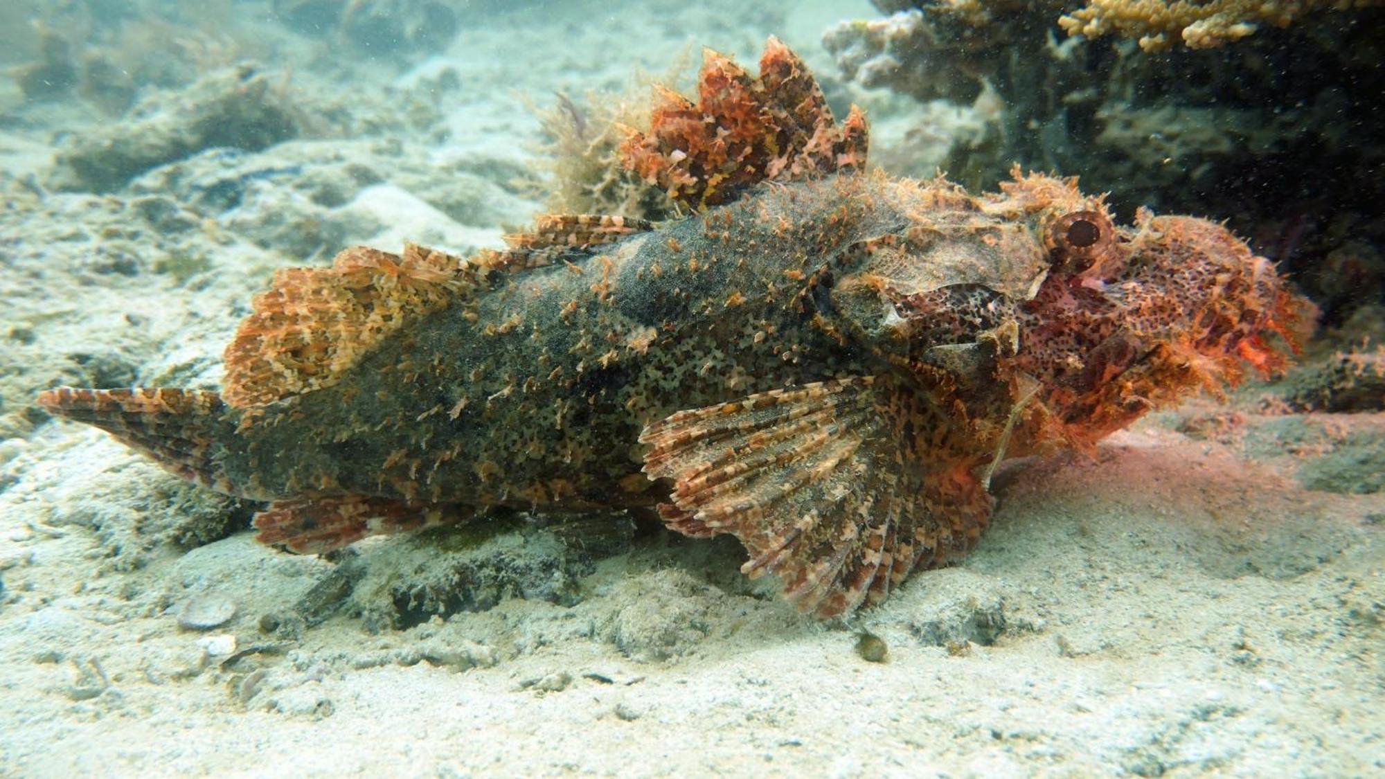 Dive Planet Mafia Island Utende Eksteriør bilde