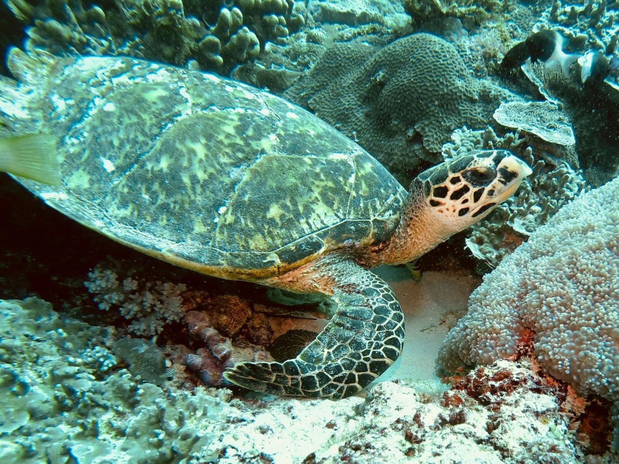 Dive Planet Mafia Island Utende Eksteriør bilde